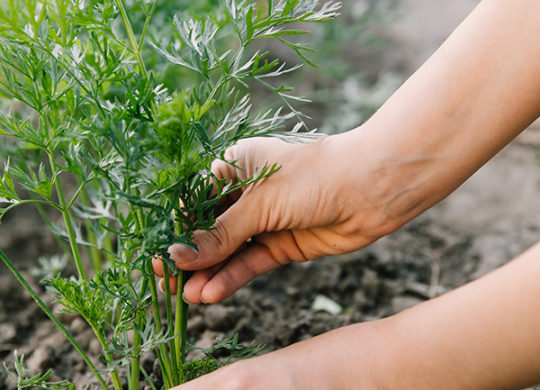 Working in the organic vegetable garden, taking care of young seedlings and transplanting young plants into the garden soil.